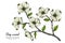 White dogwood flower and leaf drawing illustration with line art on white backgrounds