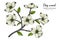 White dogwood flower and leaf drawing illustration with line art on white backgrounds