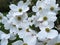 White Dogwood Flowers in April in Spring