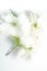 White dogwood flowers blurred behind wet glass. Abstract soft, light floral background.