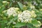White Dogwood, Swida alba. Beautiful white inflorescence close-up