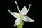 White Dogwood Swida alba. Flower Closeup