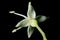 White Dogwood (Swida alba). Flower Closeup