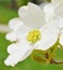 White dogwood tree flowers