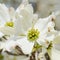 White dogwood tree flowers