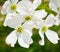 White dogwood tree flowers