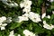 White dogwoods, Cornus Venus, blossom