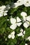 White dogwoods, Cornus Venus, blossom