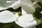 White dogwoods, Cornus Venus, blossom