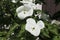 White dogwoods, Cornus Venus, blossom