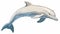 White Dolphin Clipart: Free Vector Illustration By Mike Mignola