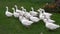 White domestic birds gooses group in farm