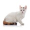 White domestic cat with a multi-colored tail