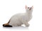 White domestic cat with a multi-colored tail looks up