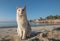 White domestic cat sitting on the beach