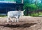 White domestic cattle bull in corral