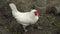 A white domestic chicken with a red crest stands in the chicken coop and turns its head