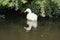 White Domestic Duck - Anas platyrhynchos domesticus