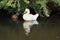 White Domestic Duck - Anas platyrhynchos domesticus