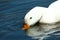 White domestic duck drinking in a pond