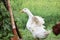 White domestic duck flaps its wings