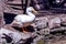 White domestic duck sits close to lake water