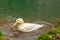 White domestic duck swims, swims in the pond