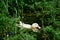 A white domestic duck swims in the water between green plants.