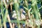 A white domestic duck swims in the water between green plants.