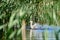 White domestic ducks swim in the water between green plants.