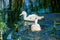 White domestic ducks swim in the water between green plants.