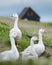 White domestic geese on green grass pasture