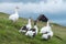 White domestic geese on green grass pasture