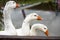 White domestic geese walk against the backdrop of the pond. Goose farm. Domestic goose