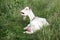 White domestic goat bleating in indignation