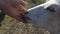 White domestic goat on the farm plays with man`s hand