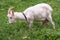 White domestic goat, feeding on fresh grass in Russian outback.
