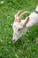White domestic goat, feeding on fresh grass in Russian outback.