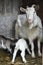 White domestic goat feeding goats