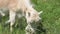 White domestic goat grazes next to the fence in the green grass
