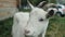 A white domestic goat standing on the farm eating seems looking for something.