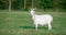 A white domestic goat standing on the farm FS700 4K