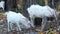 White domestic goats eat fallen yellowed leaves