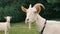 A white domestic goats standing on the farm and eating