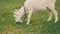 A white domestic goats standing on the farm and eating