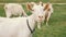 A white domestic goats standing on the farm and eating