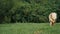 A white domestic goats standing on the farm and eating