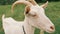 A white domestic goats standing on the farm and eating