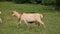 A white domestic goats standing on the farm and eating