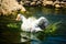 White domestic goose floating on water, raising lots of splatter